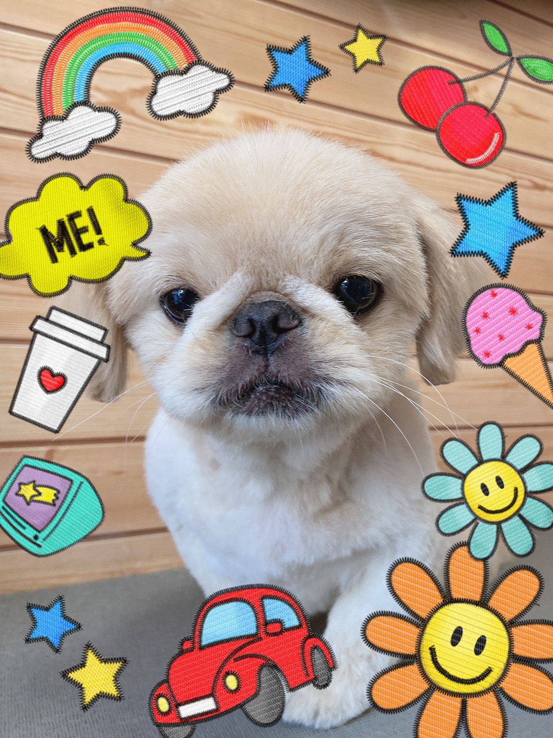 犬のトリミング写真