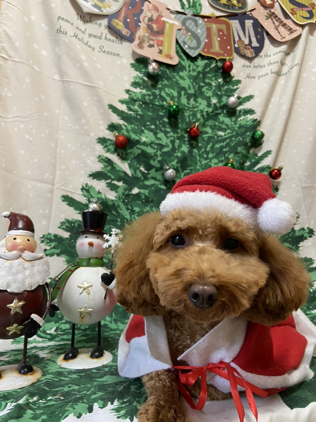 犬のトリミング写真