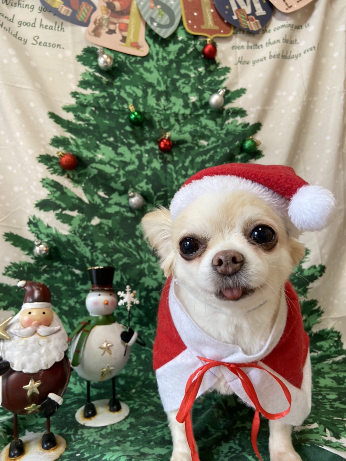 犬のトリミング写真