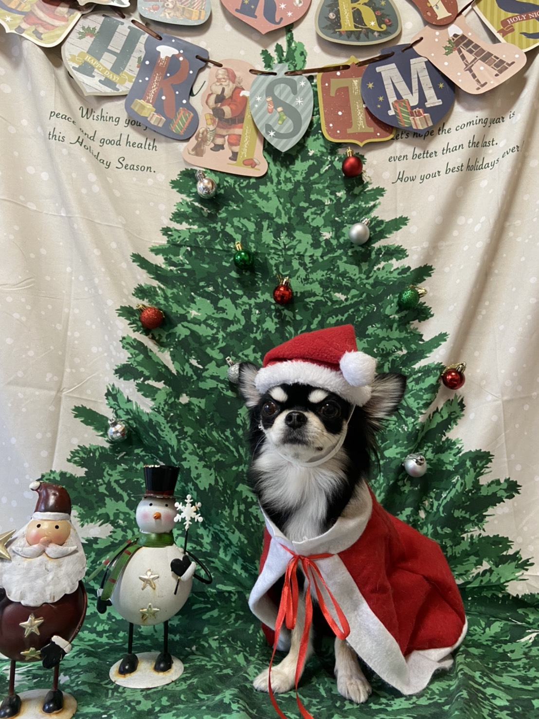 犬のトリミング写真