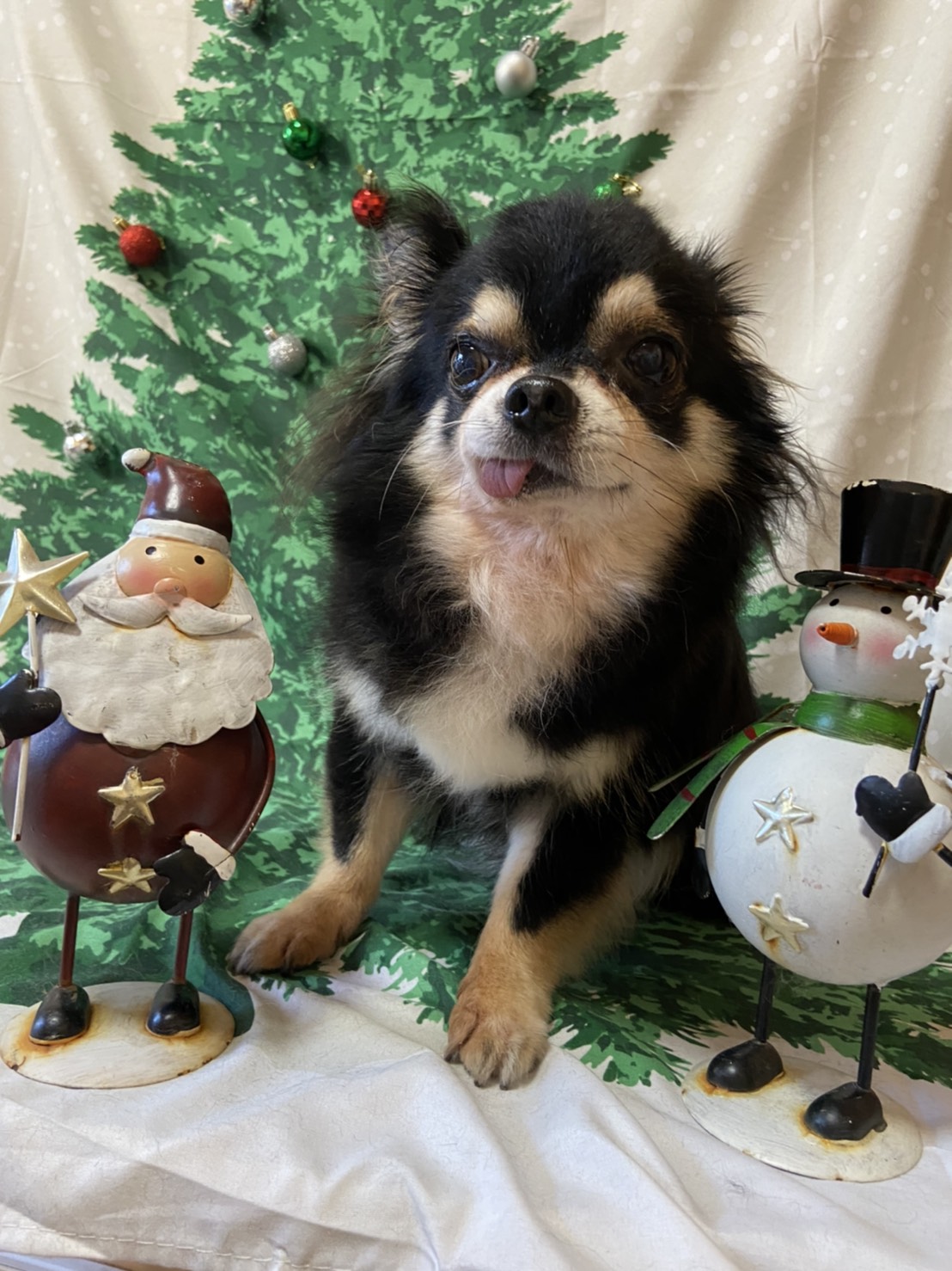 犬のトリミング写真