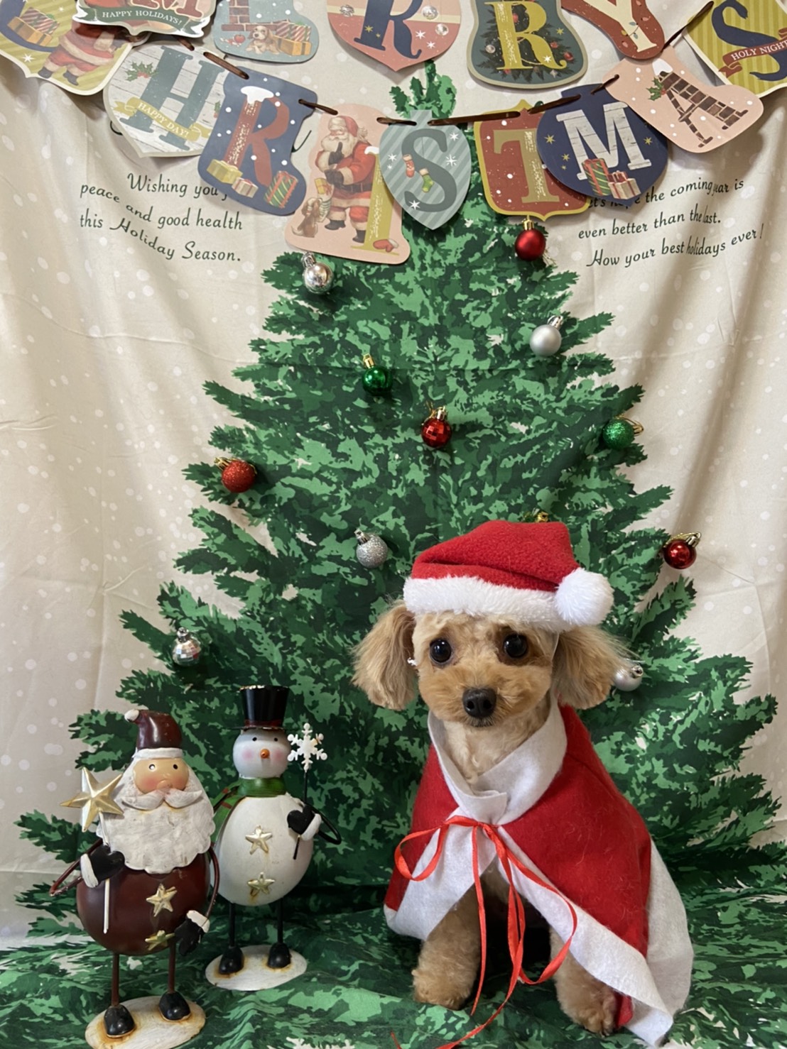 犬のトリミング写真