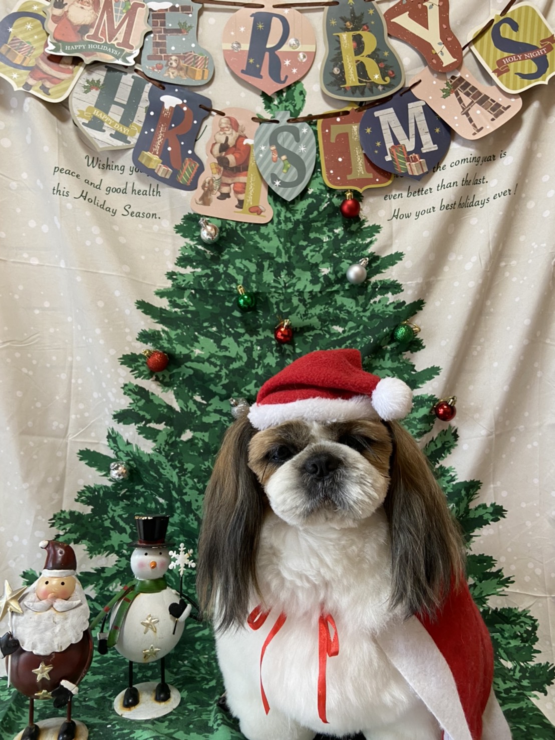 犬のトリミング写真