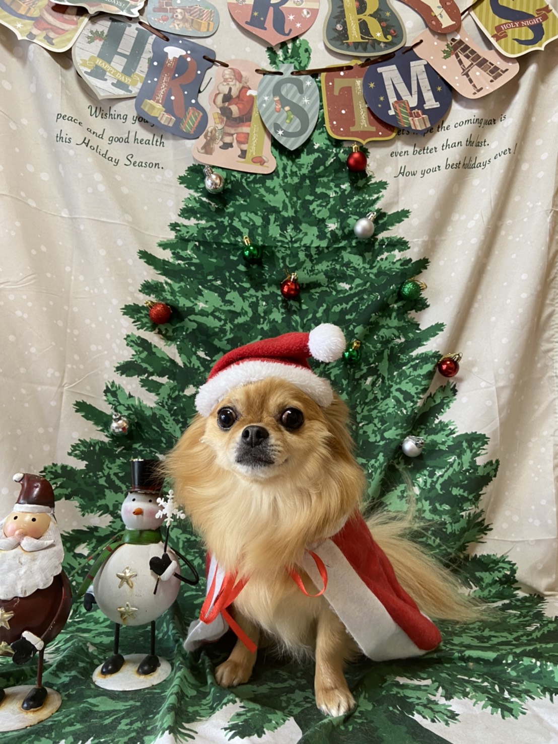 犬のトリミング写真