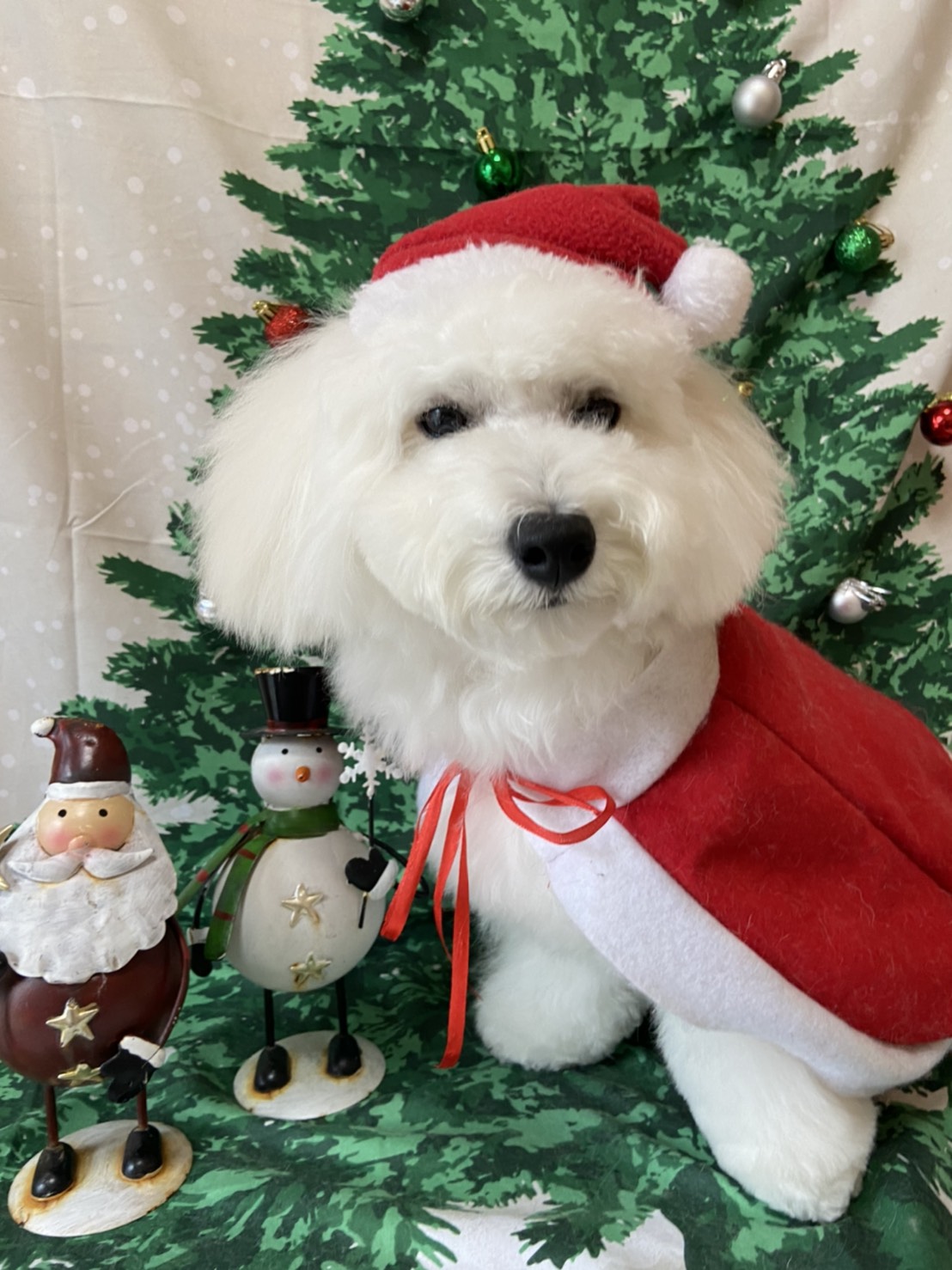 犬のトリミング写真