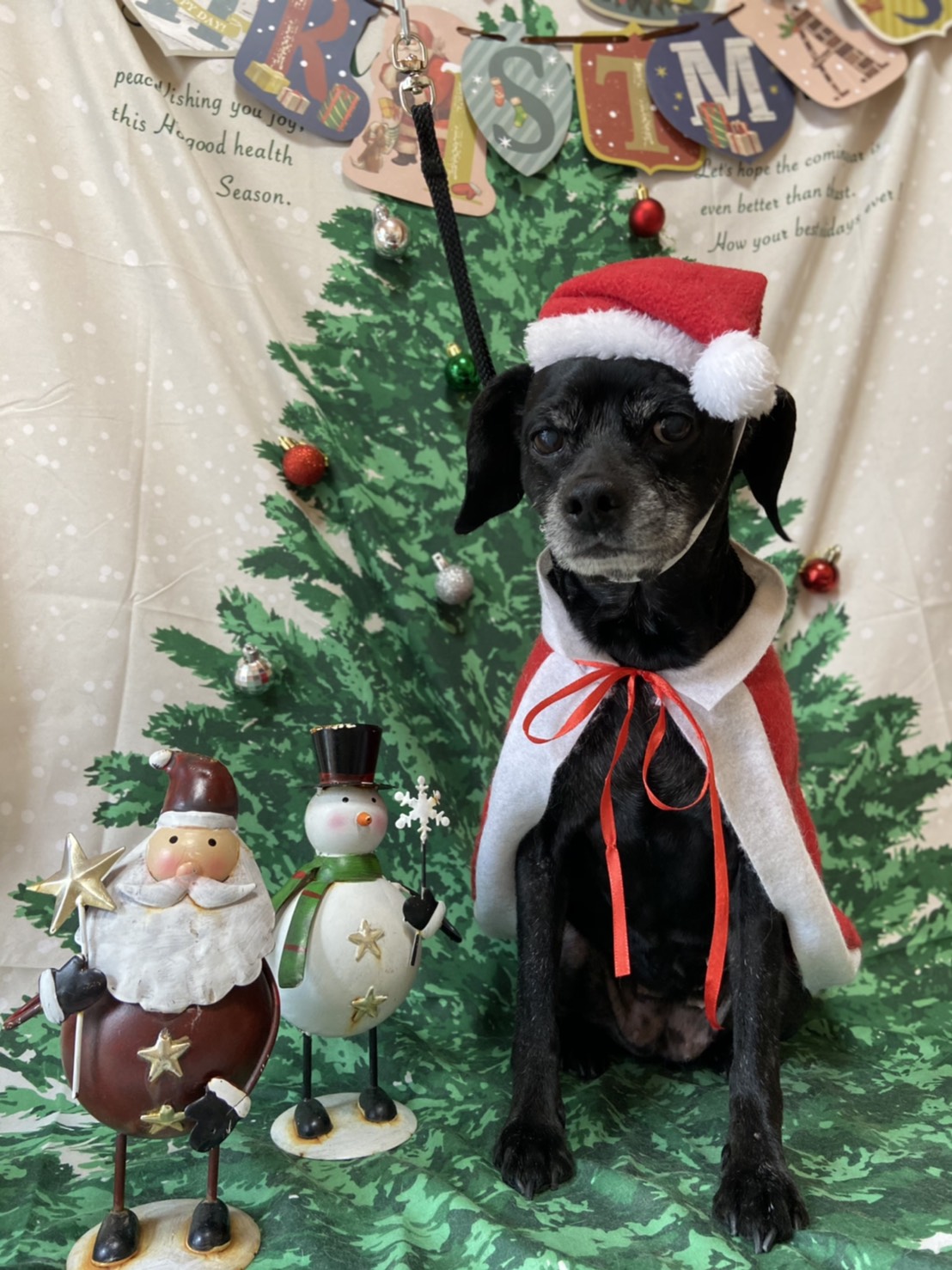 犬のトリミング写真