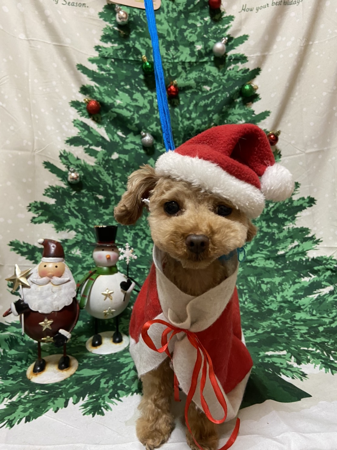 犬のトリミング写真