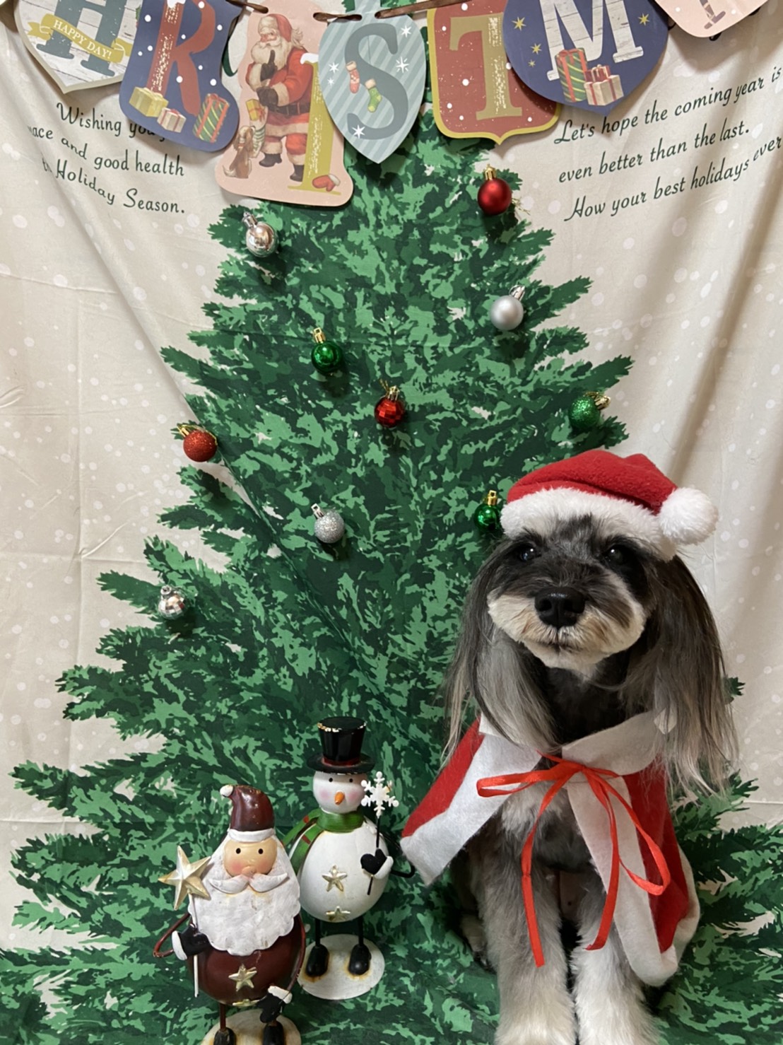 犬のトリミング写真