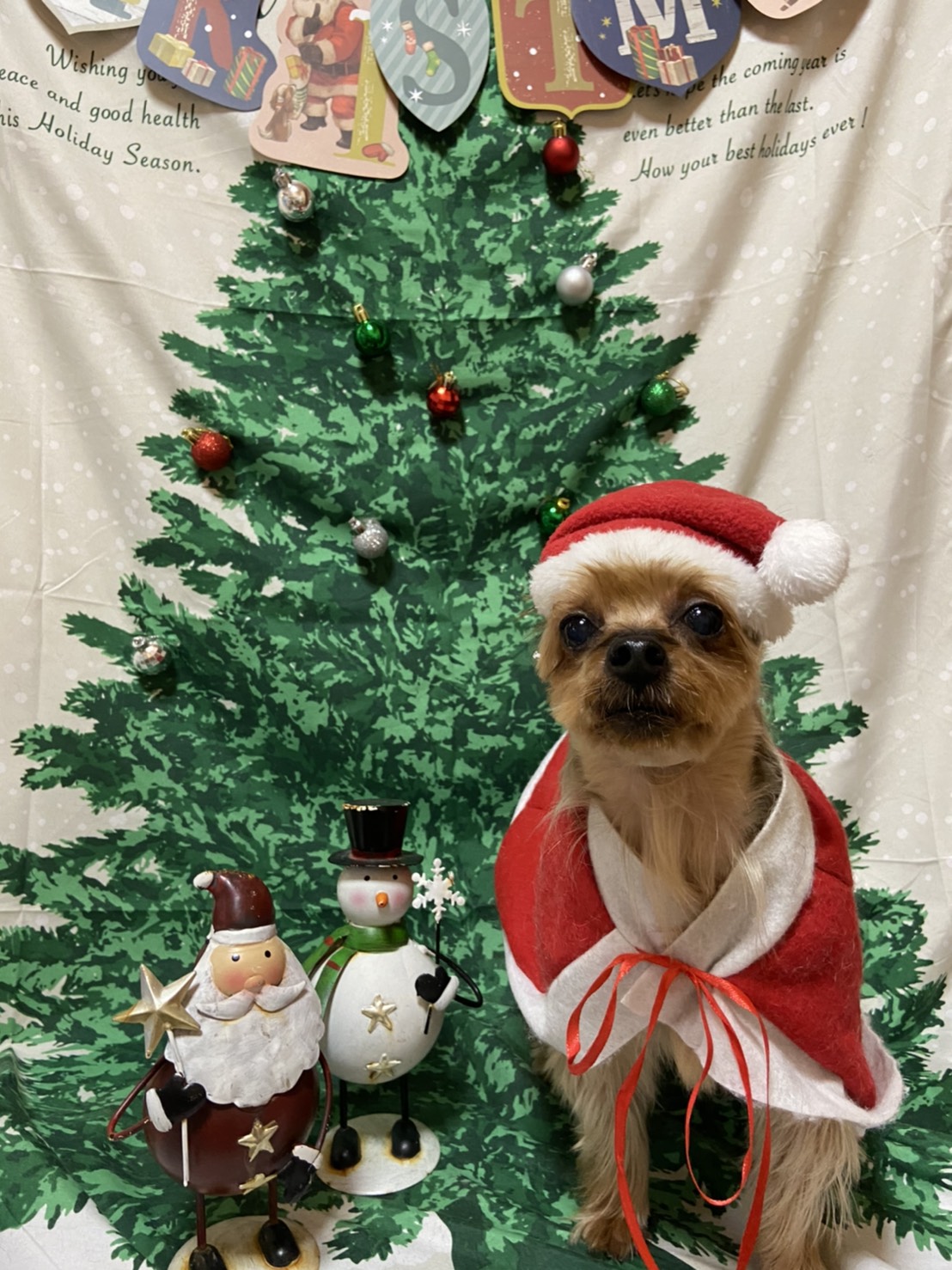 犬のトリミング写真