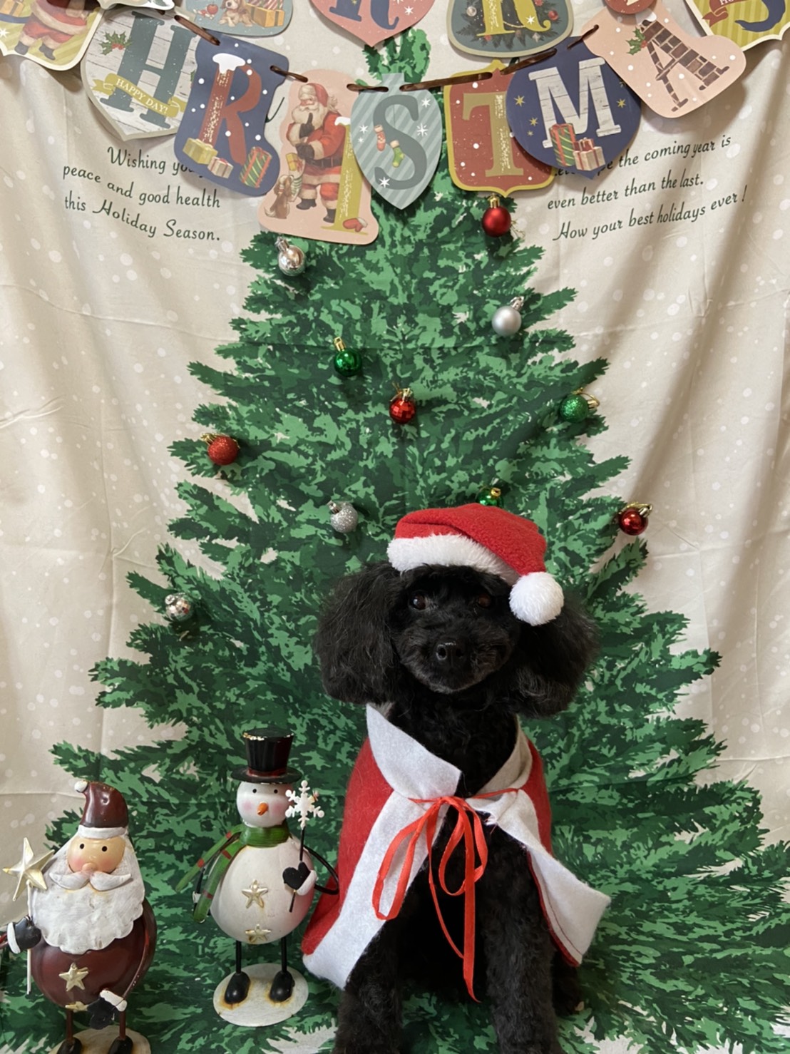 犬のトリミング写真