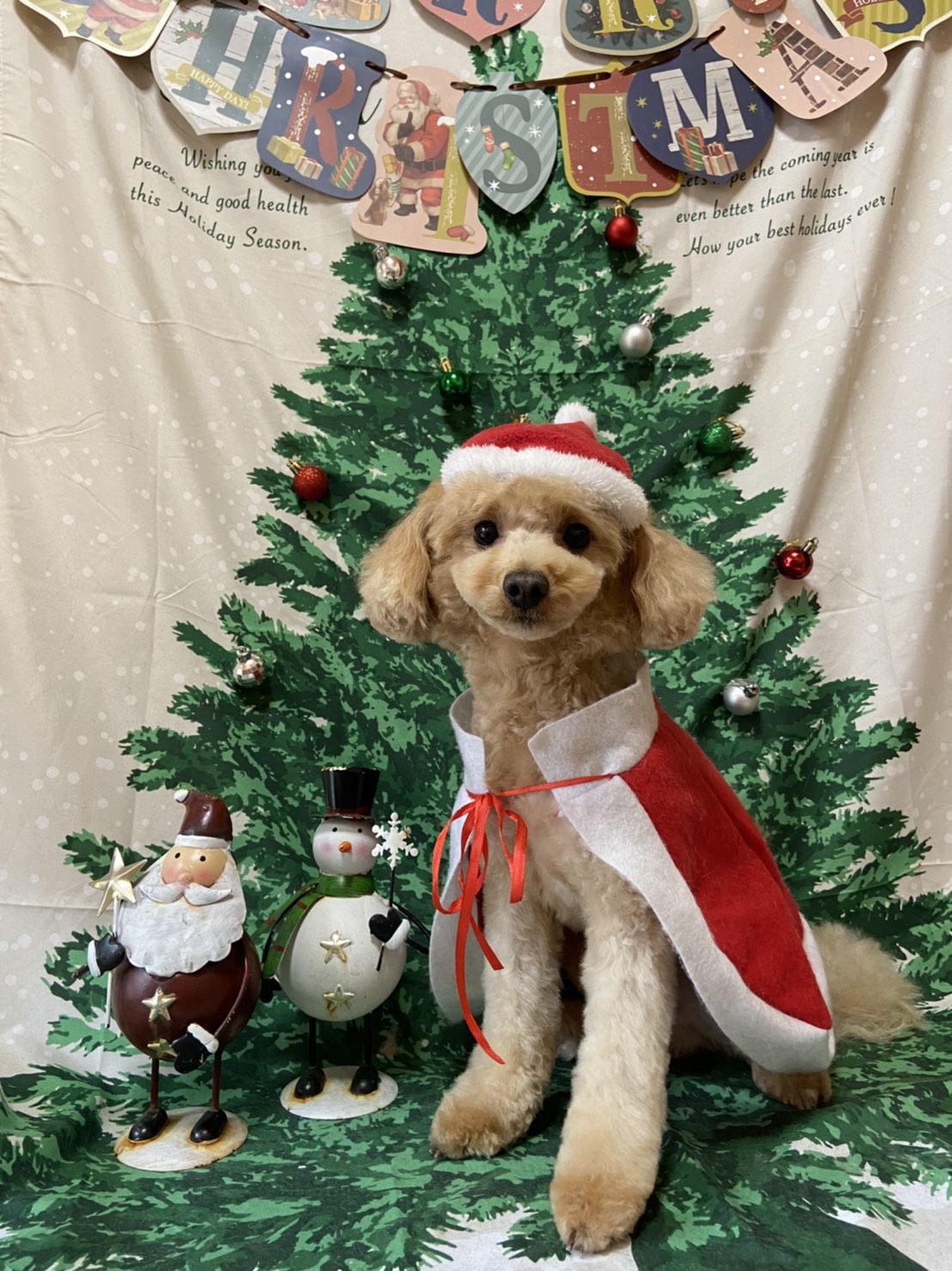 犬のトリミング写真