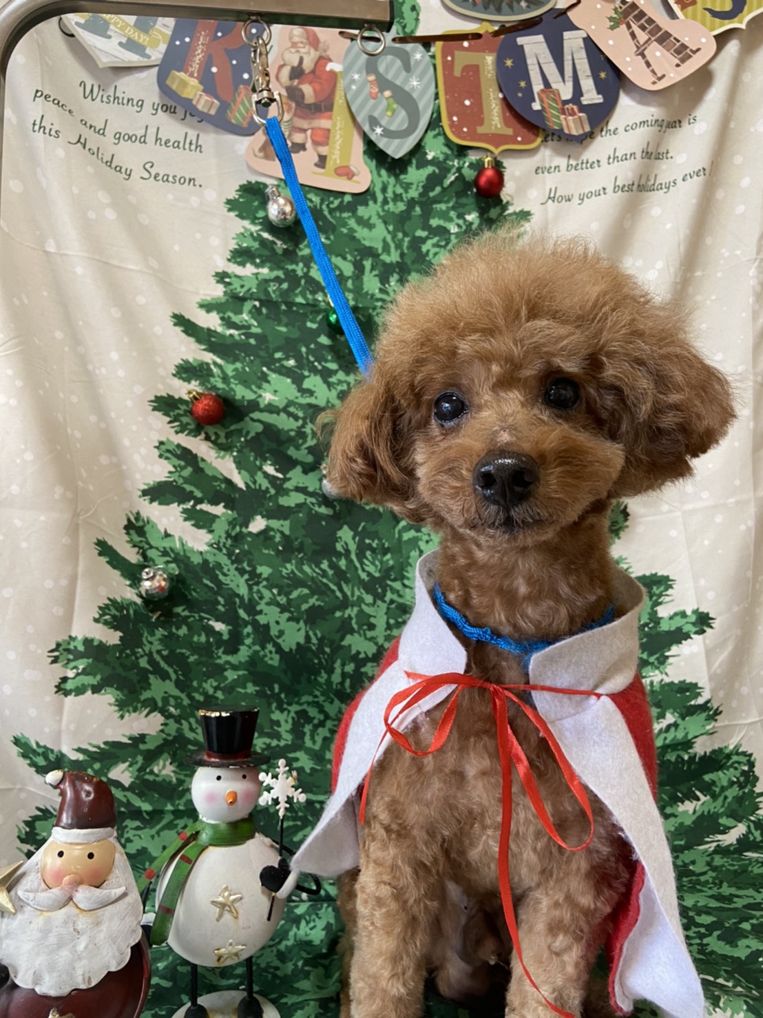 犬のトリミング写真