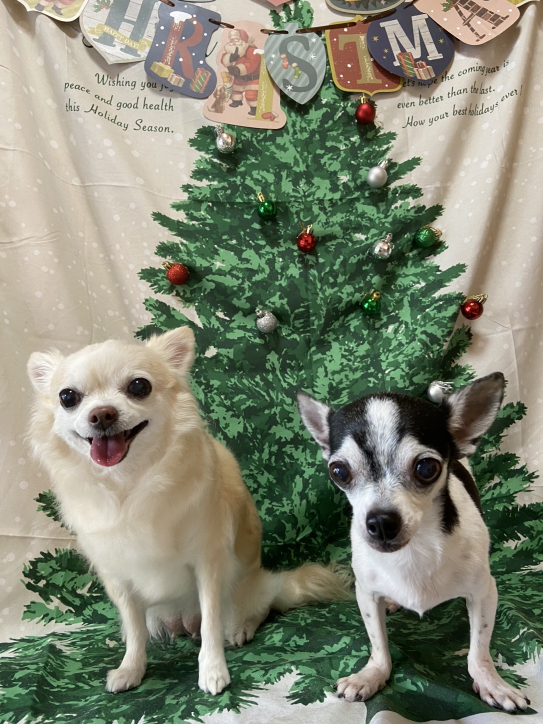 犬のトリミング写真