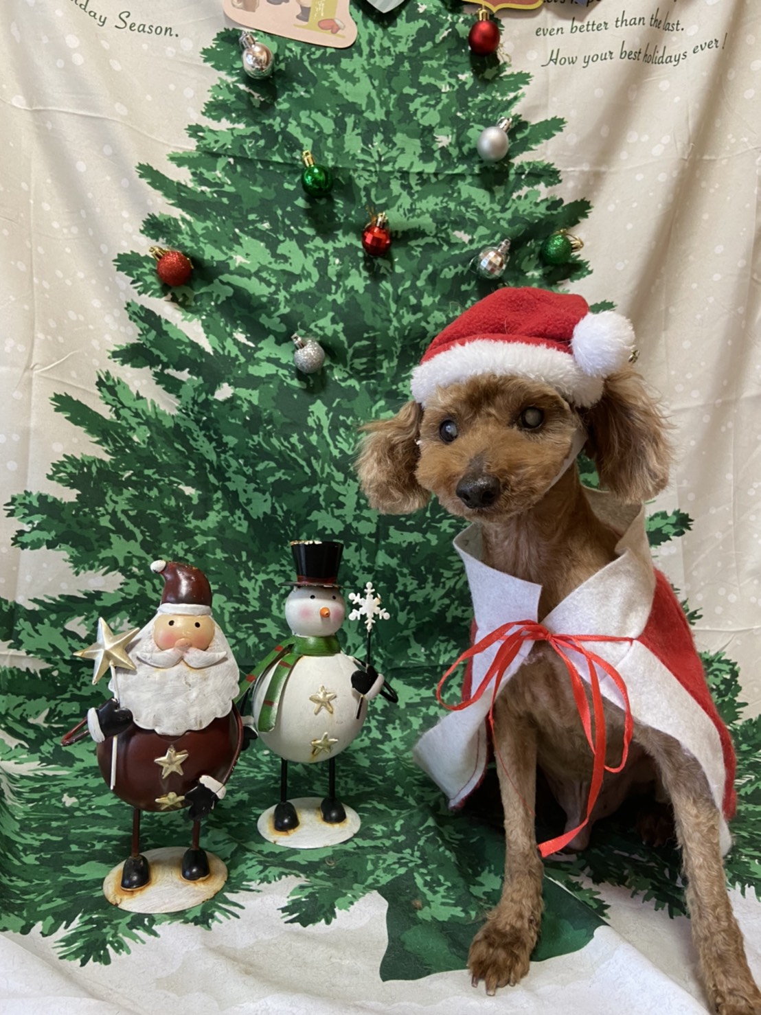 犬のトリミング写真