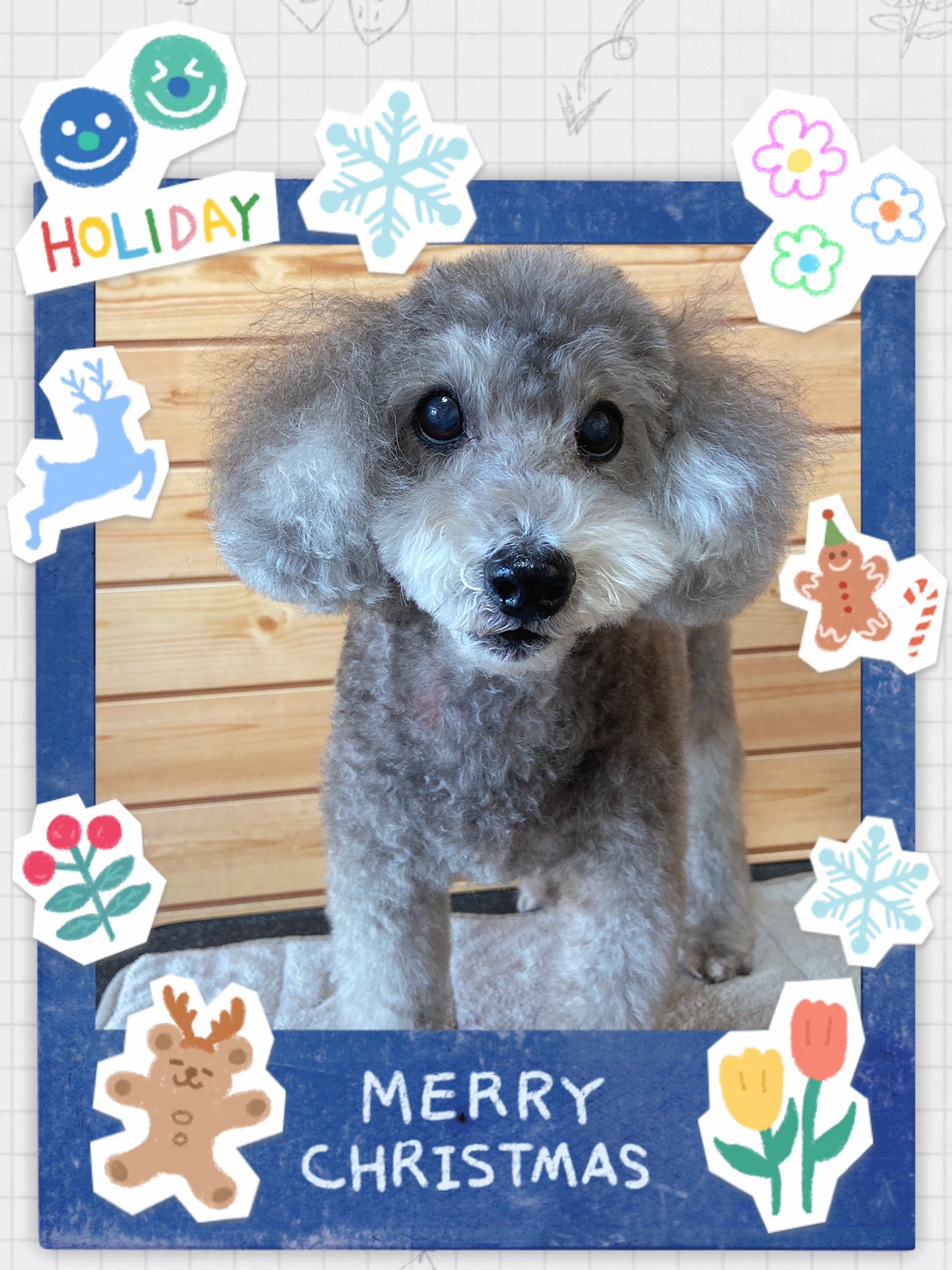 犬のトリミング写真