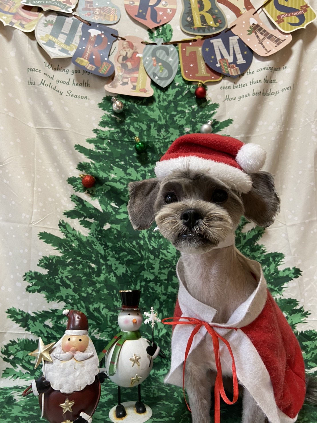 犬のトリミング写真