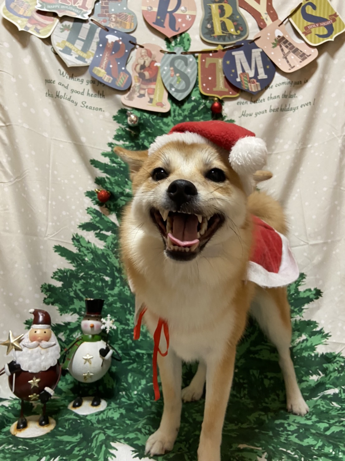 犬のトリミング写真