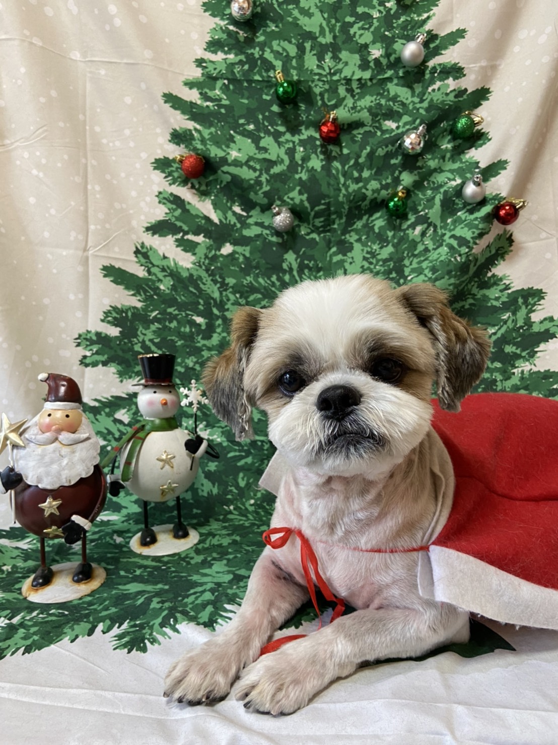 犬のトリミング写真