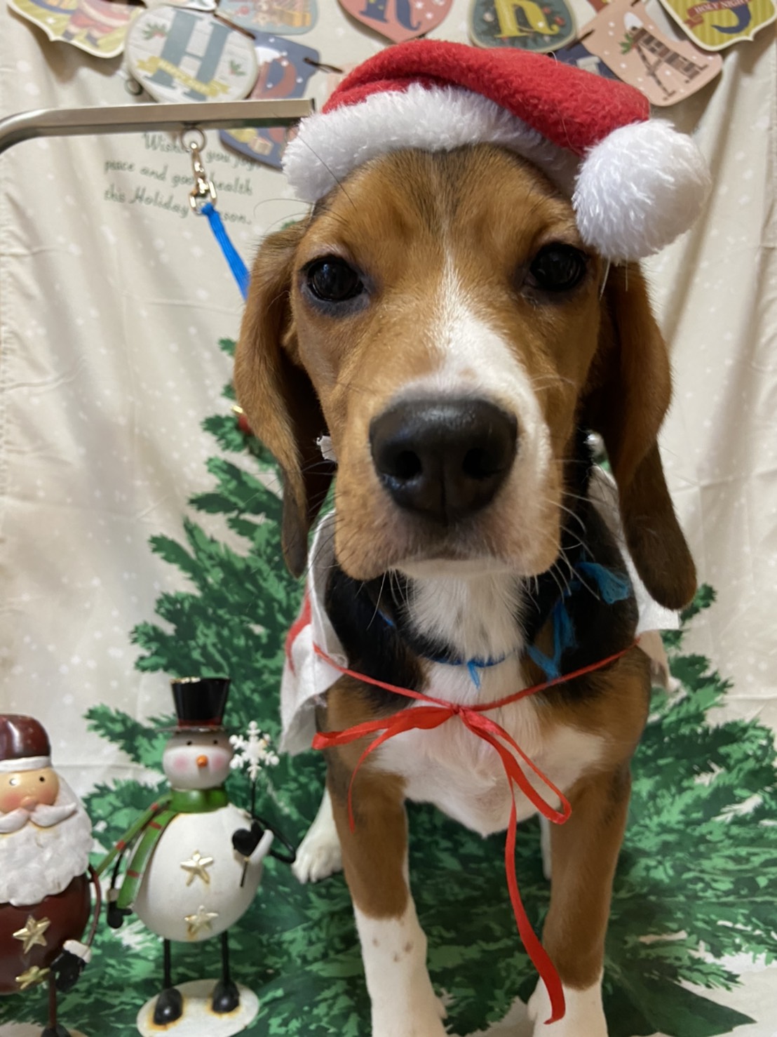 犬のトリミング写真