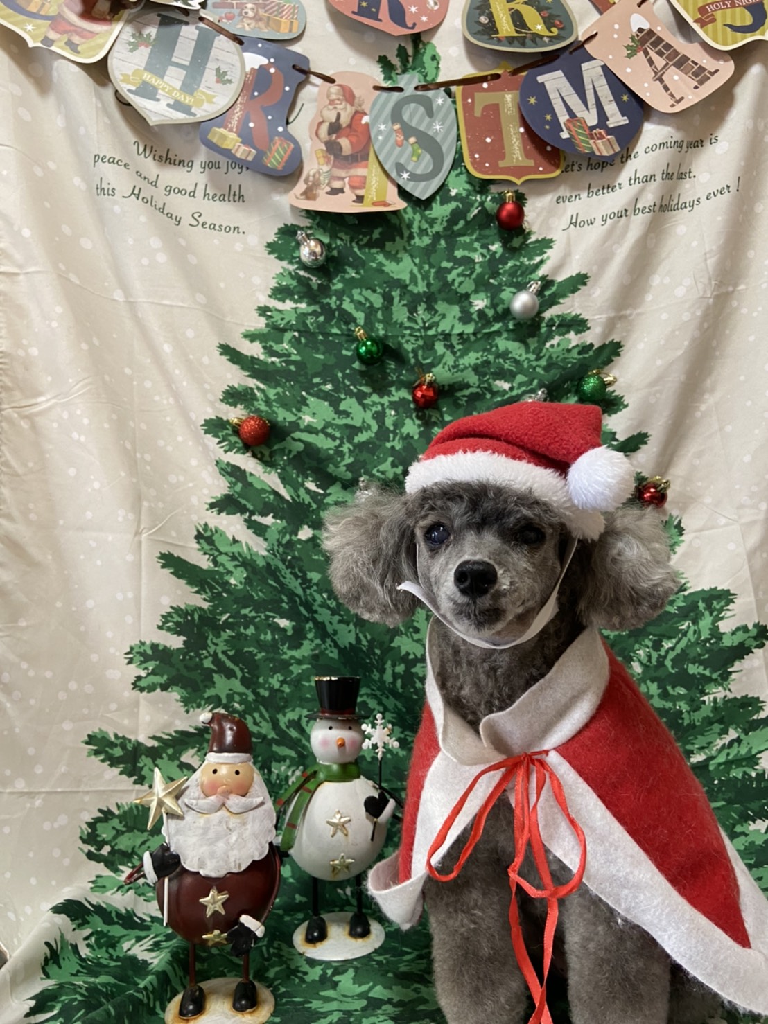 犬のトリミング写真