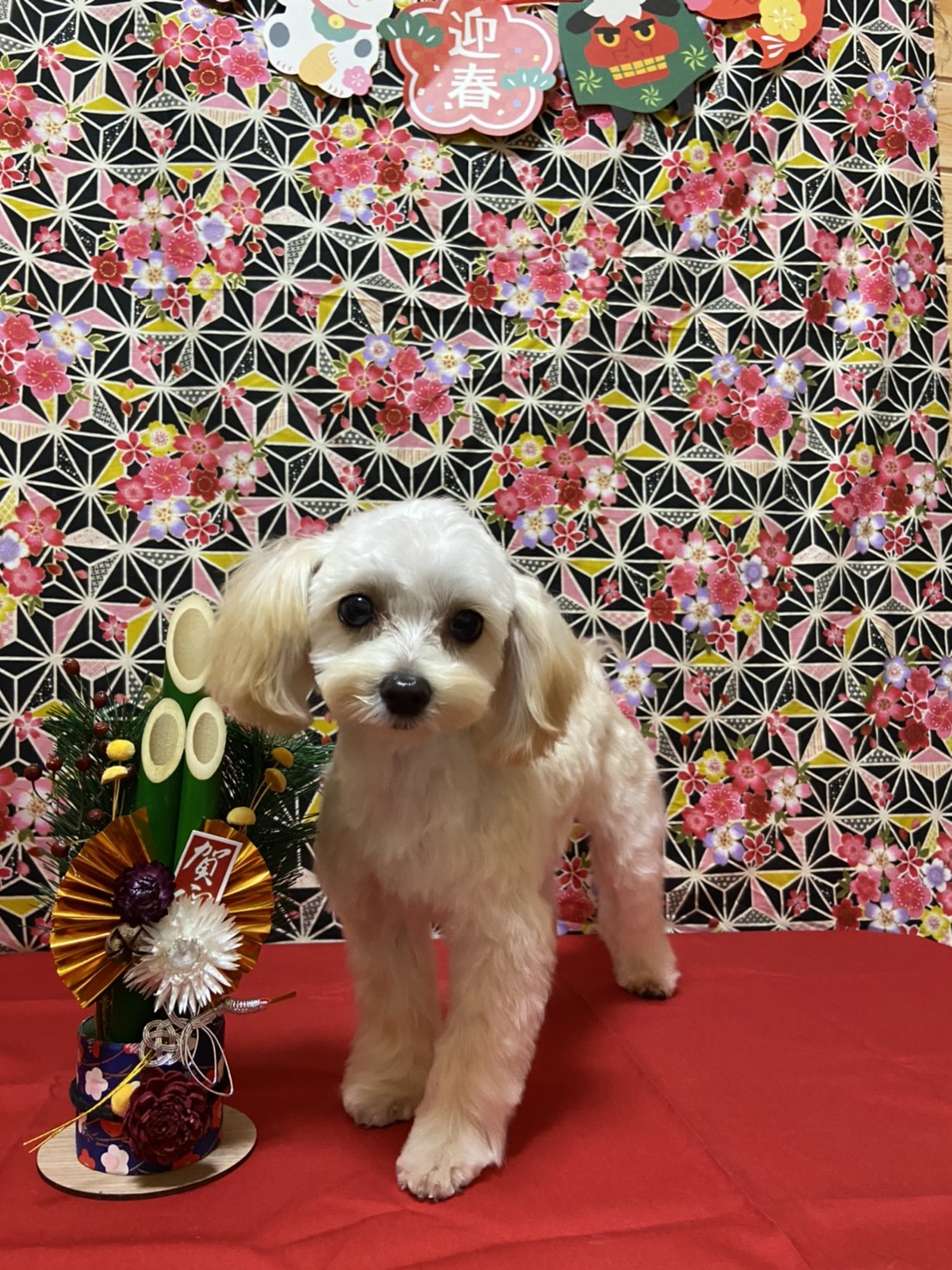 犬のトリミング写真