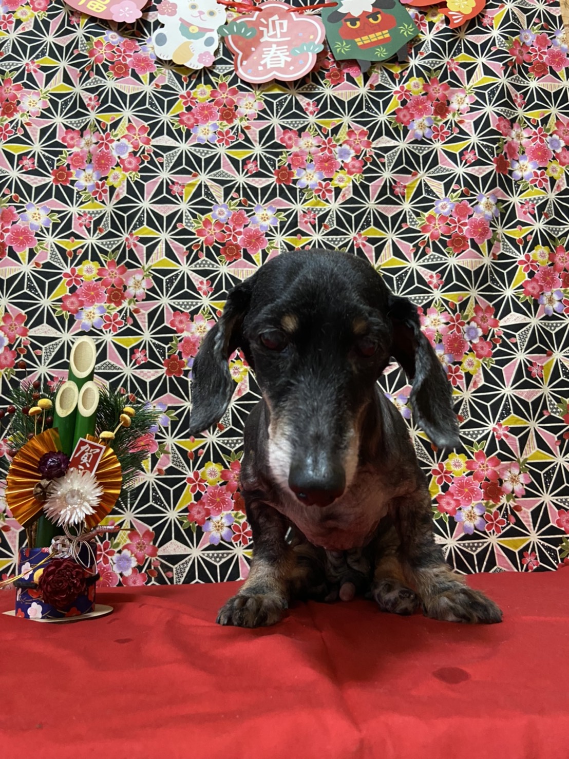 犬のトリミング写真