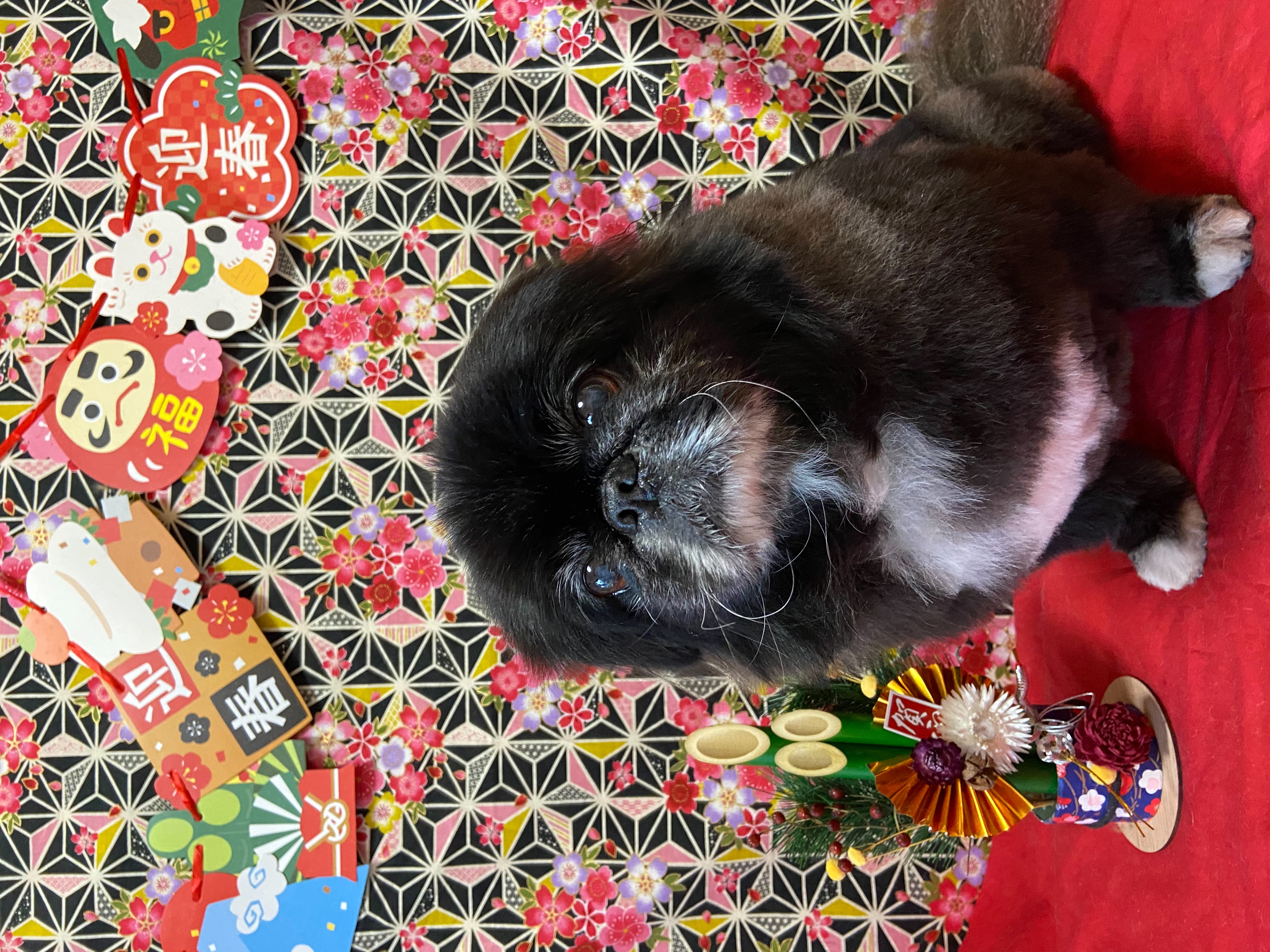 犬のトリミング写真