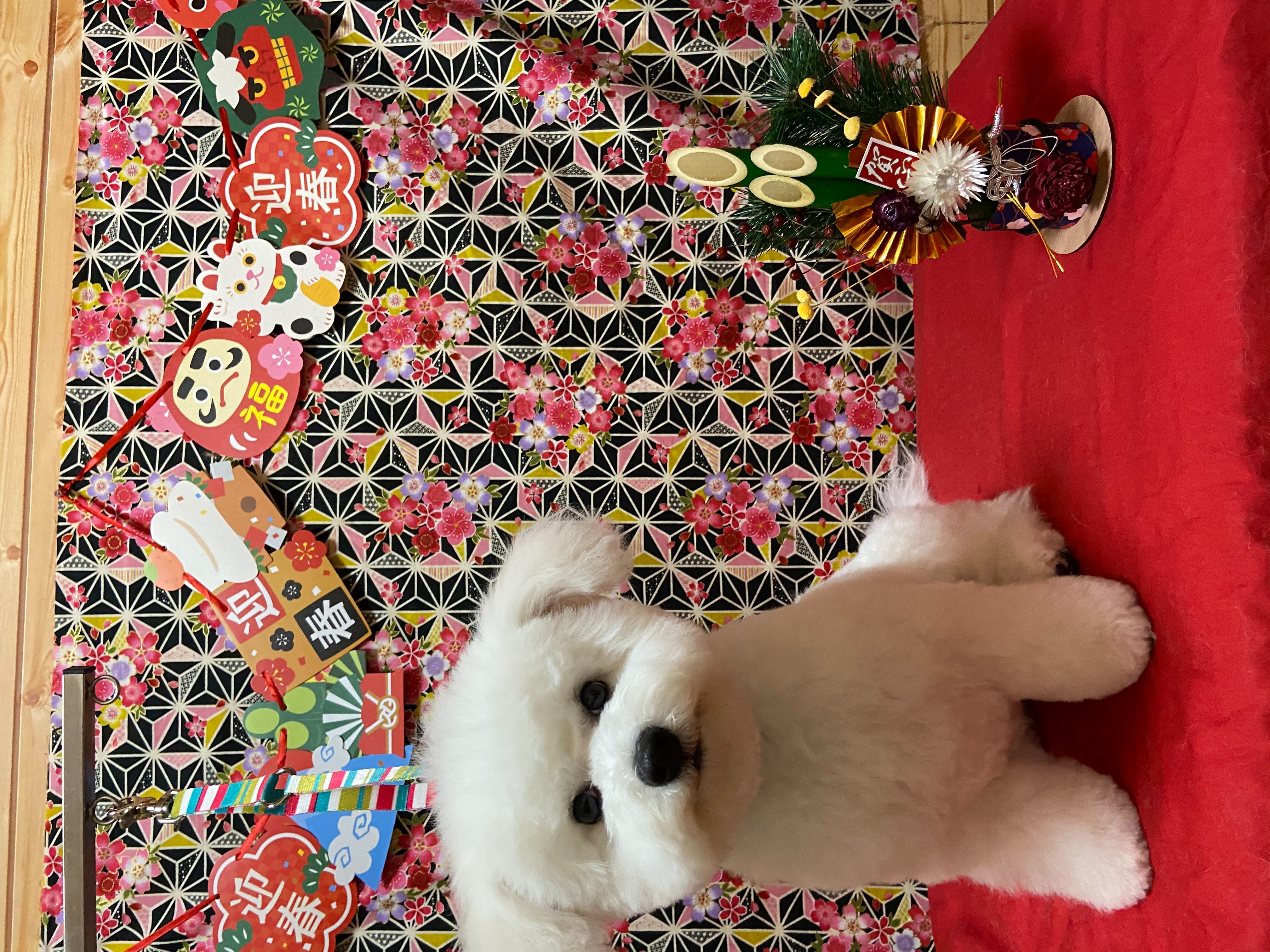 犬のトリミング写真