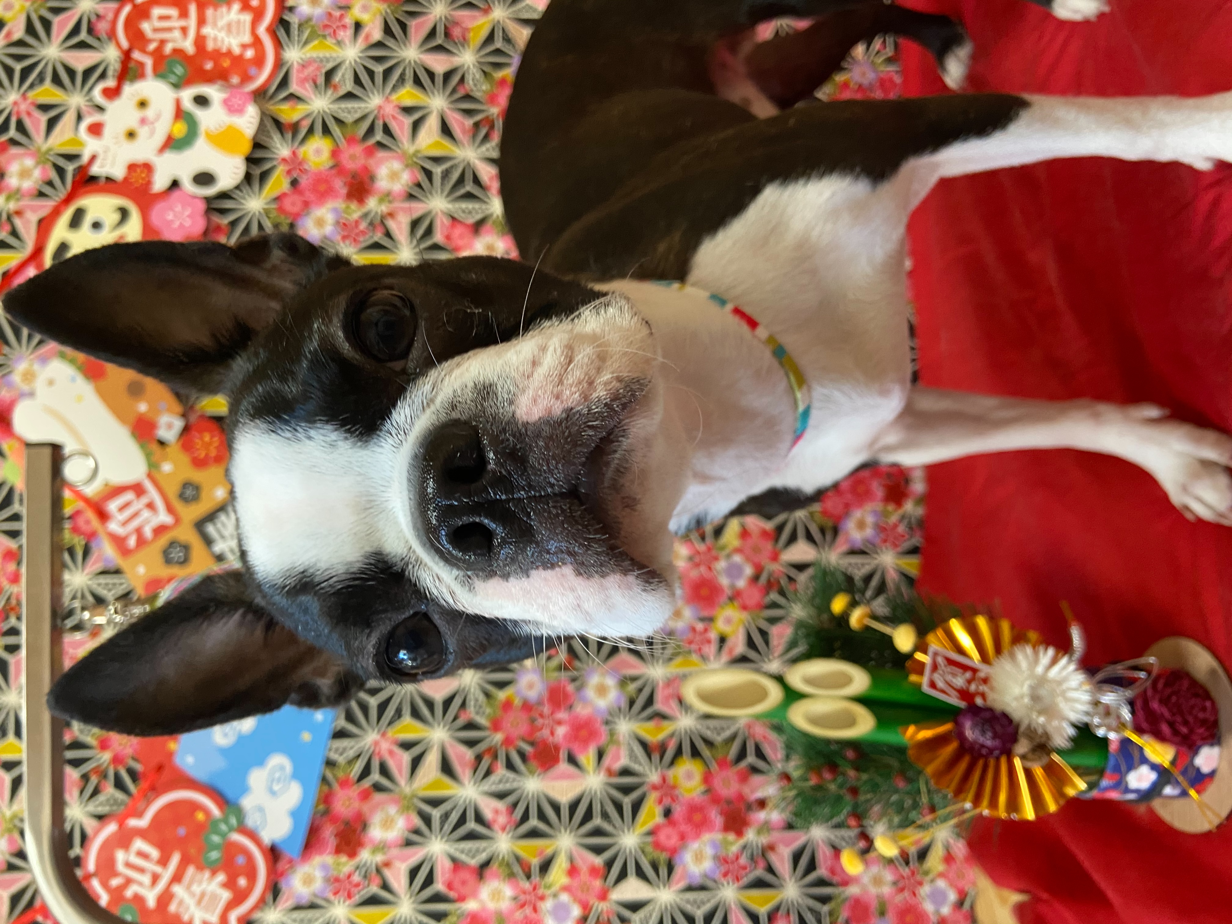 犬のトリミング写真