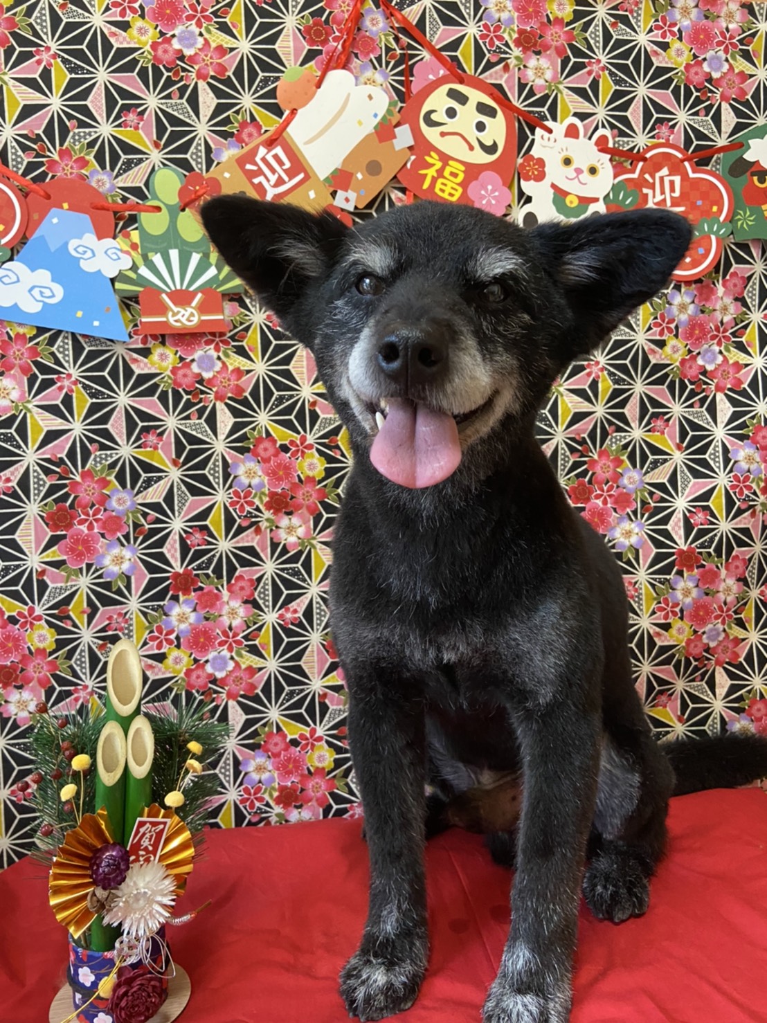 犬のトリミング写真