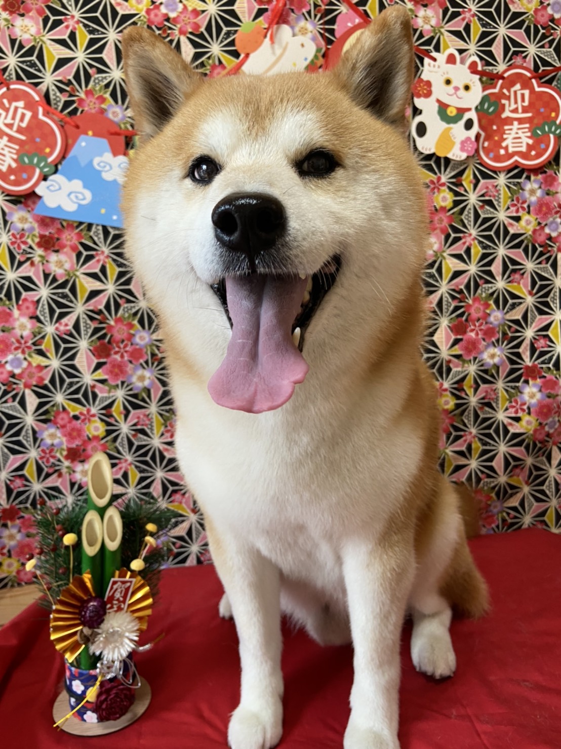 犬のトリミング写真