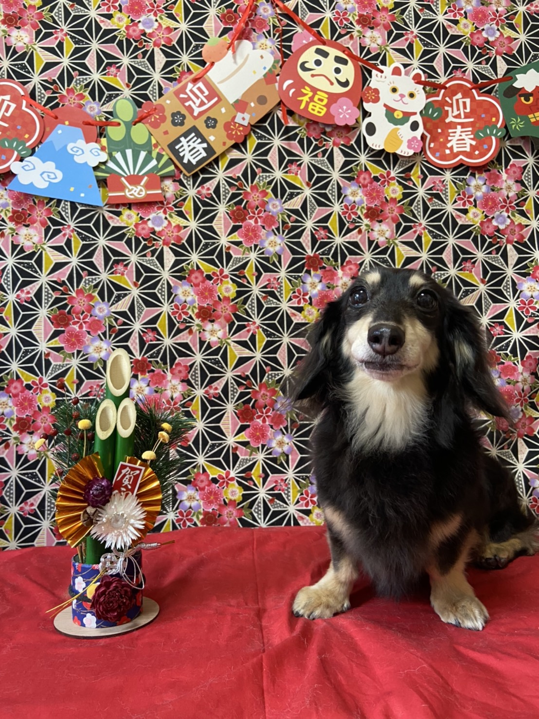 犬のトリミング写真