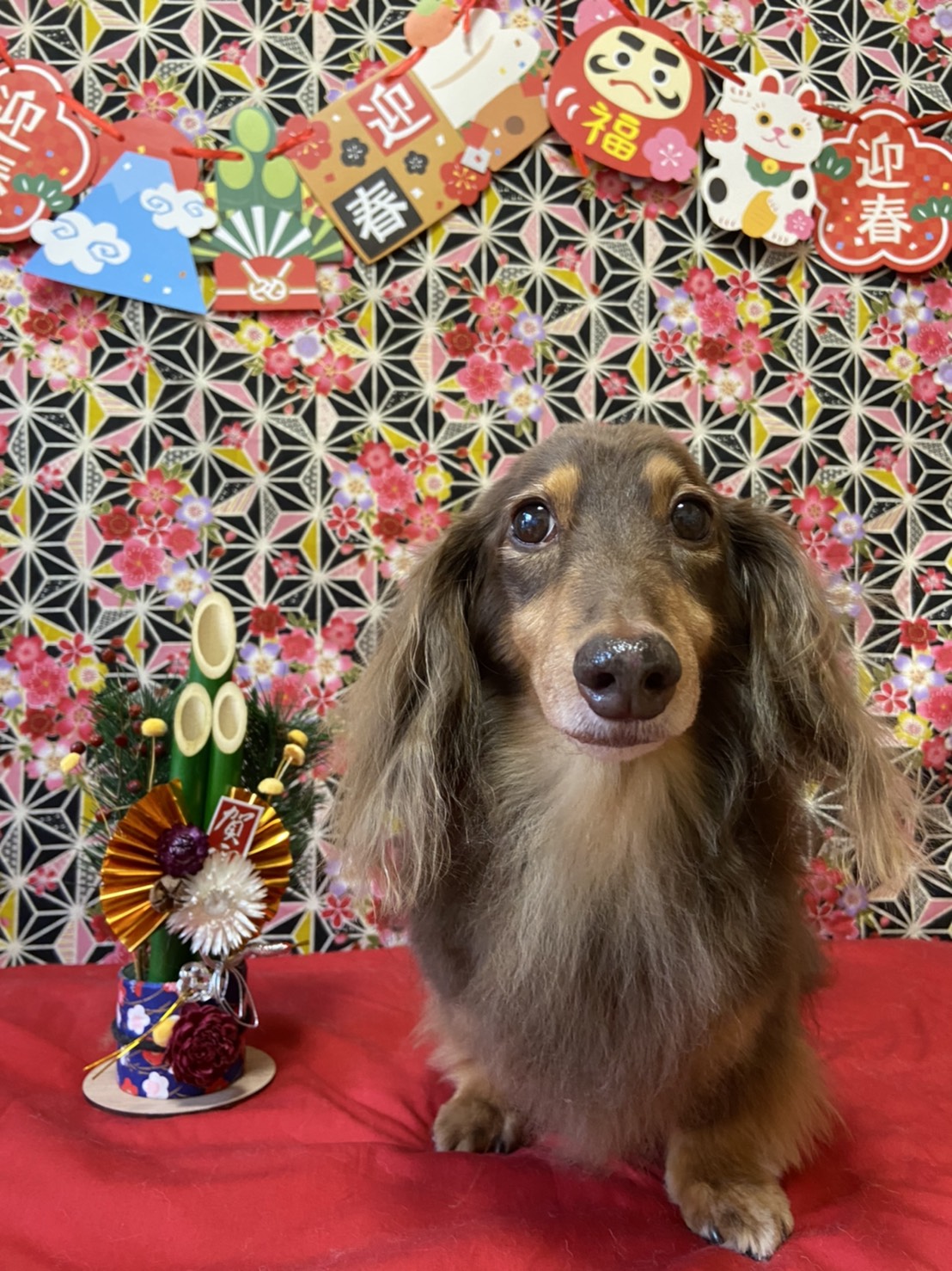 犬のトリミング写真