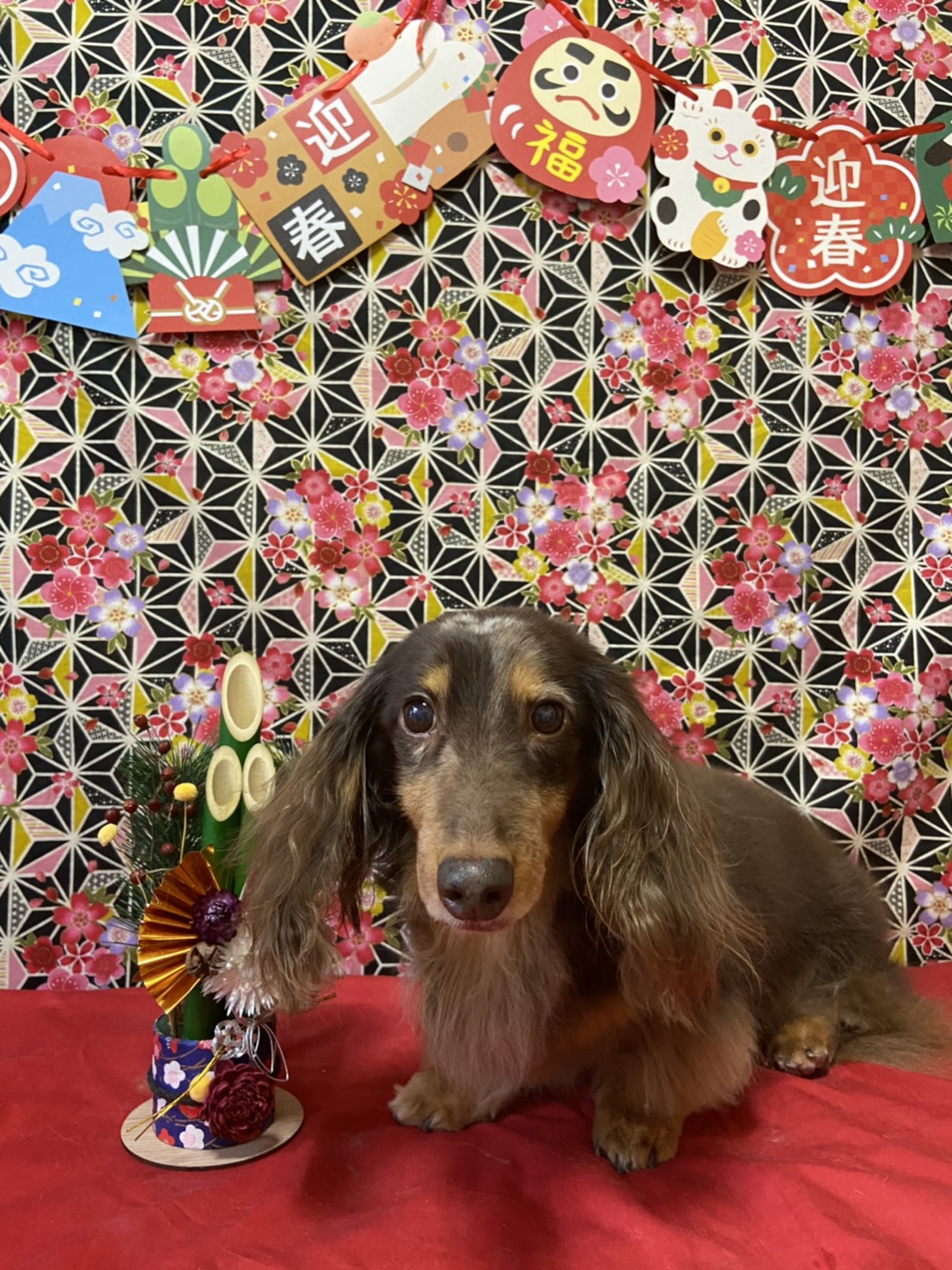 犬のトリミング写真