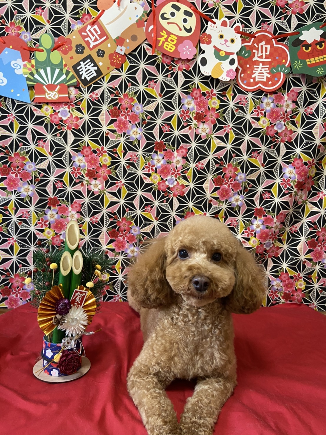 犬のトリミング写真