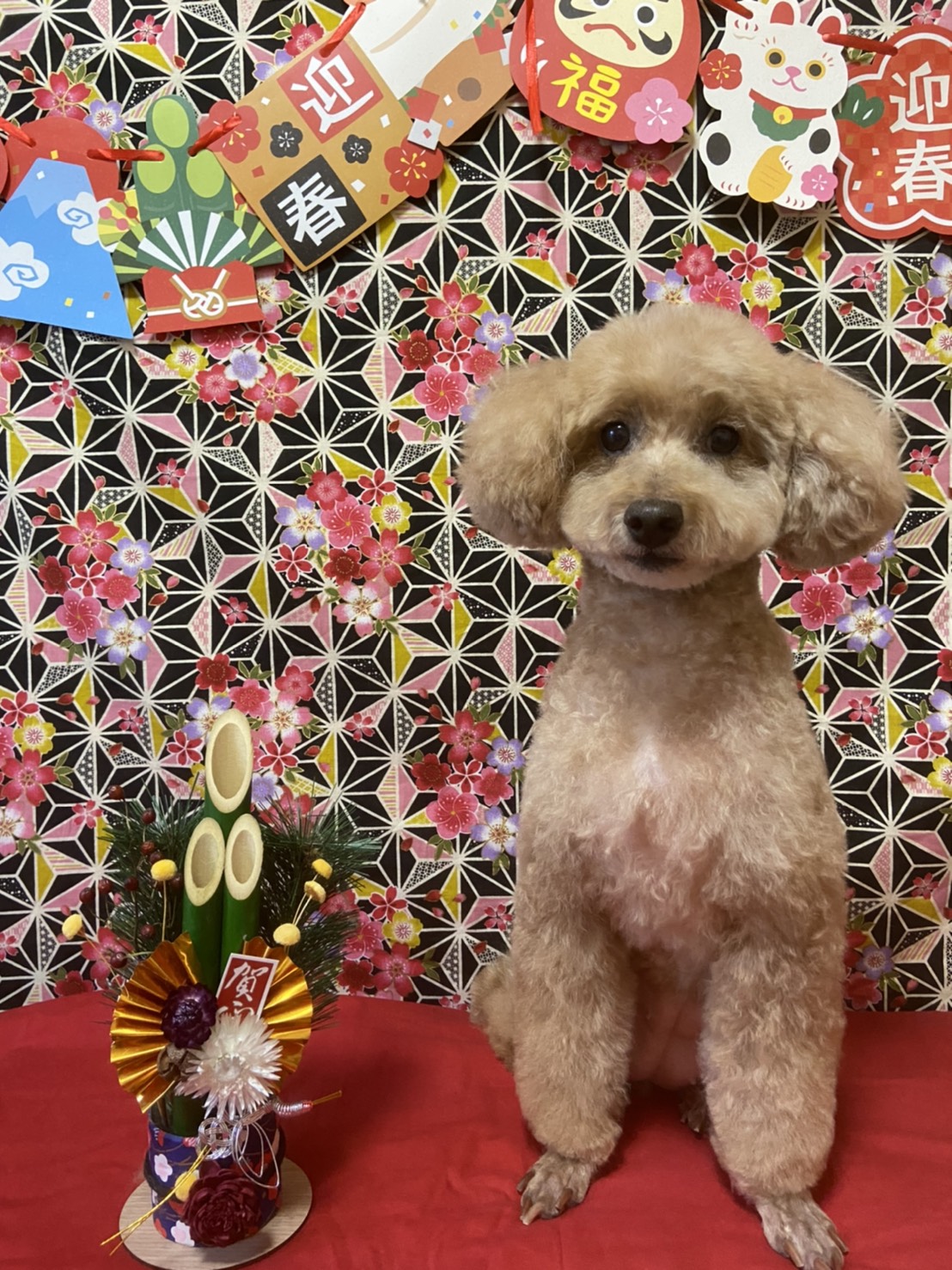 犬のトリミング写真