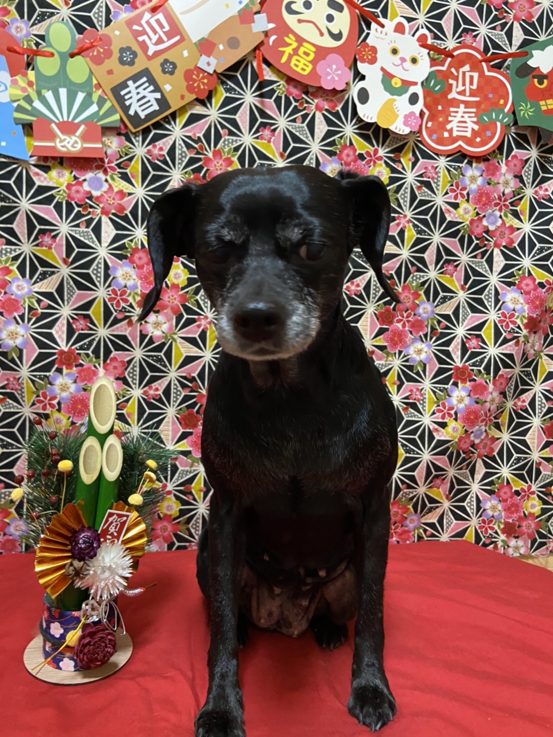 犬のトリミング写真