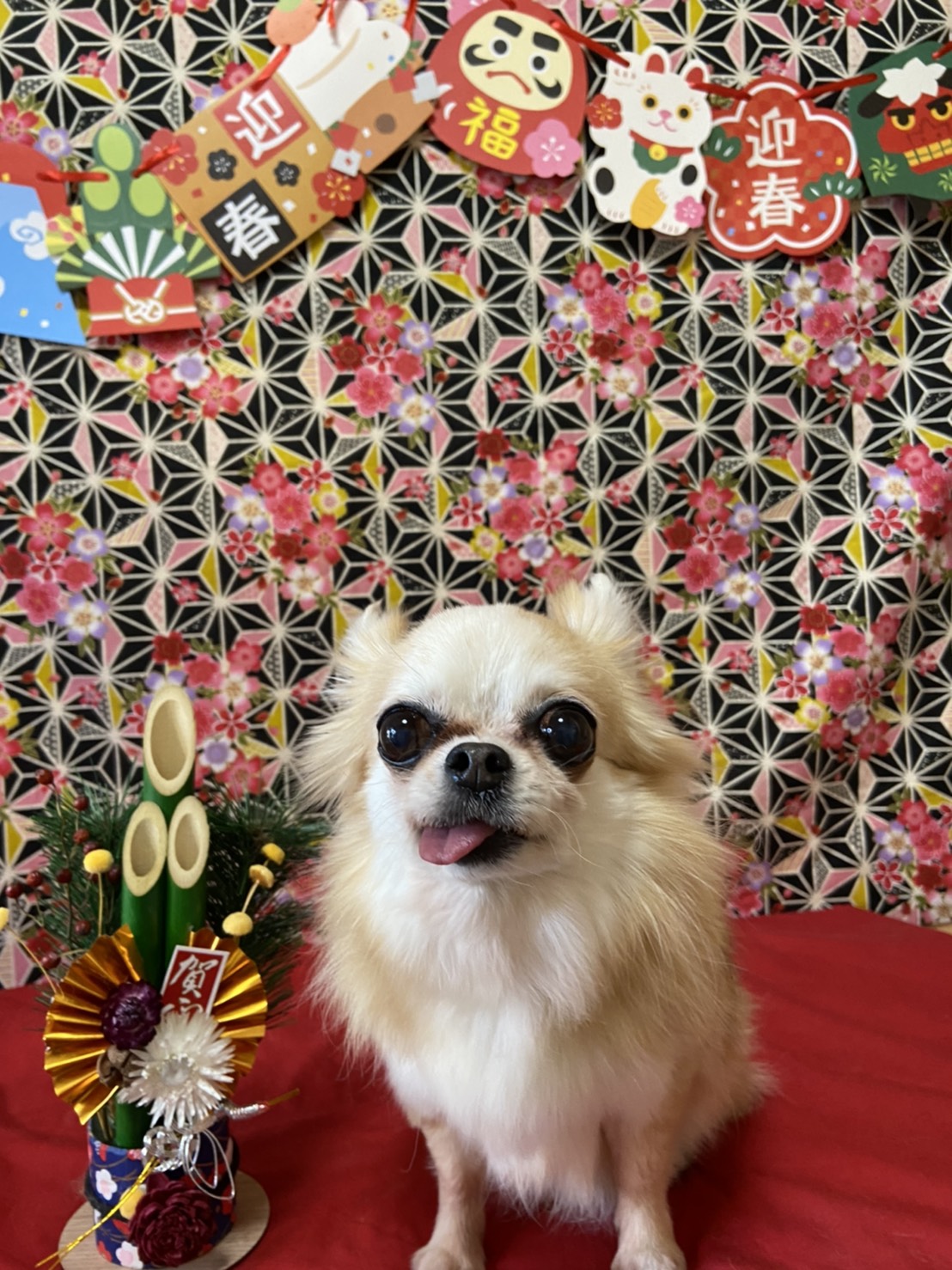 犬のトリミング写真