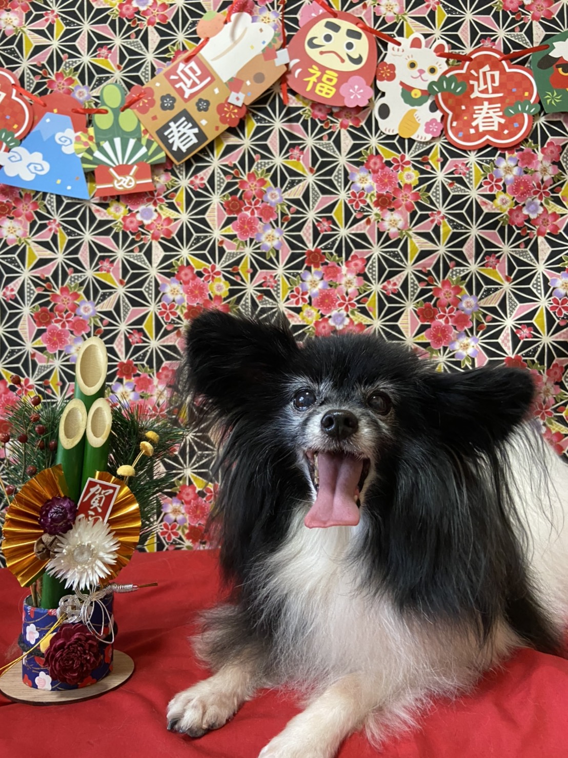 犬のトリミング写真