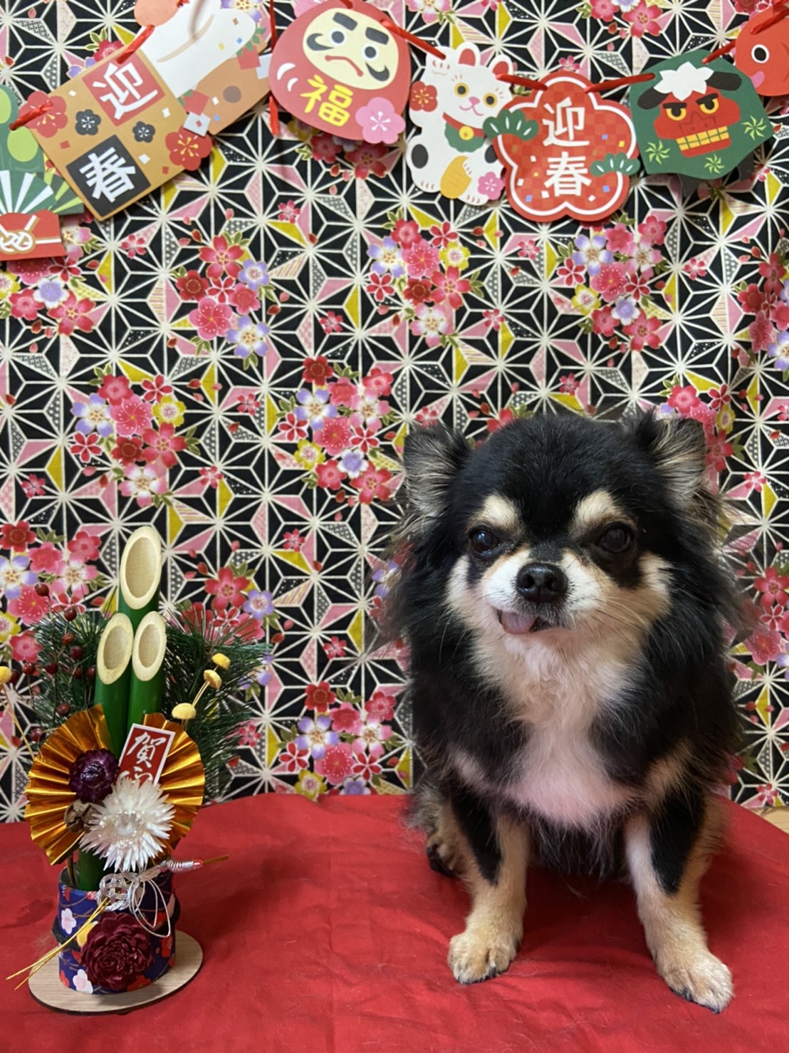 犬のトリミング写真