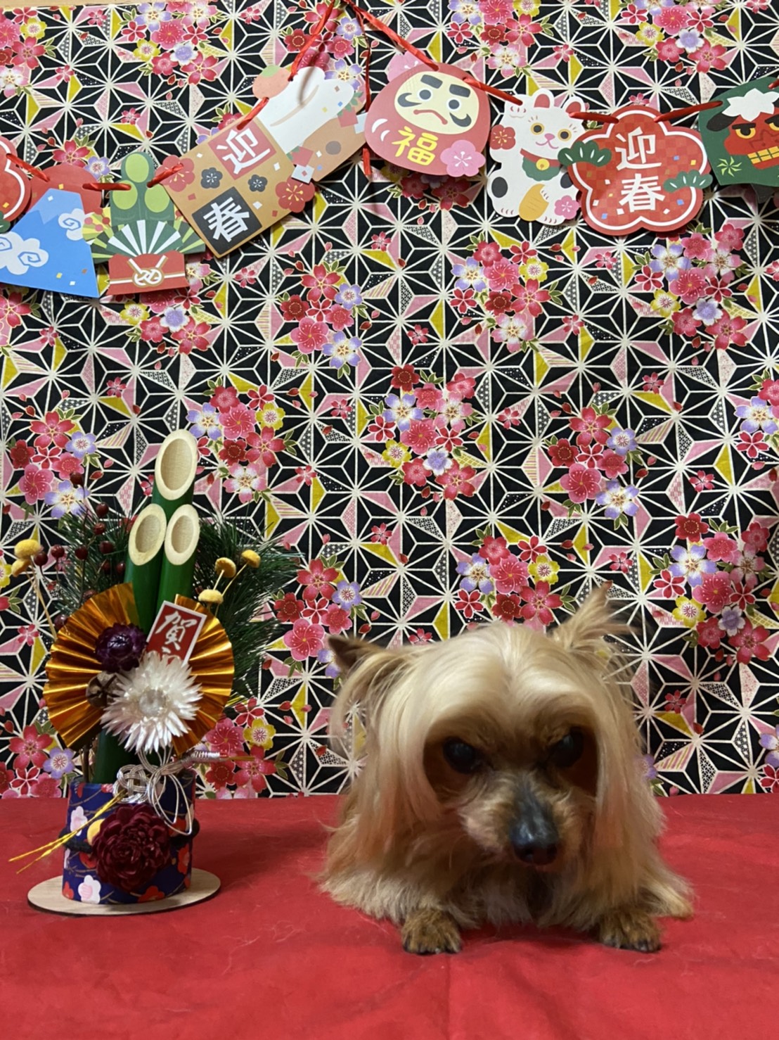 犬のトリミング写真