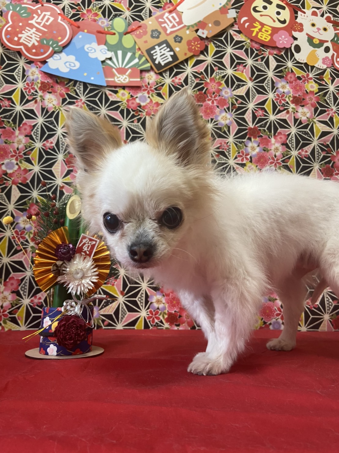 犬のトリミング写真