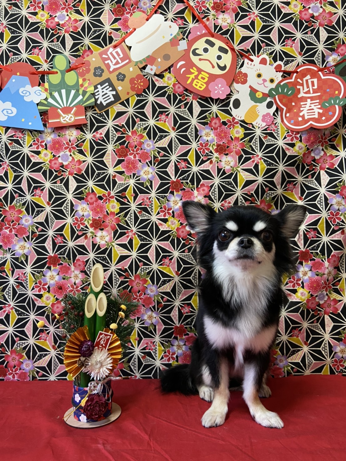 犬のトリミング写真