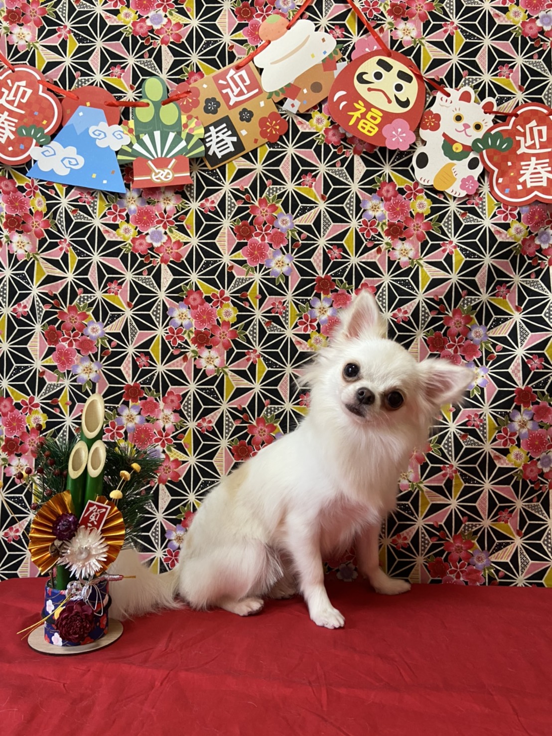 犬のトリミング写真