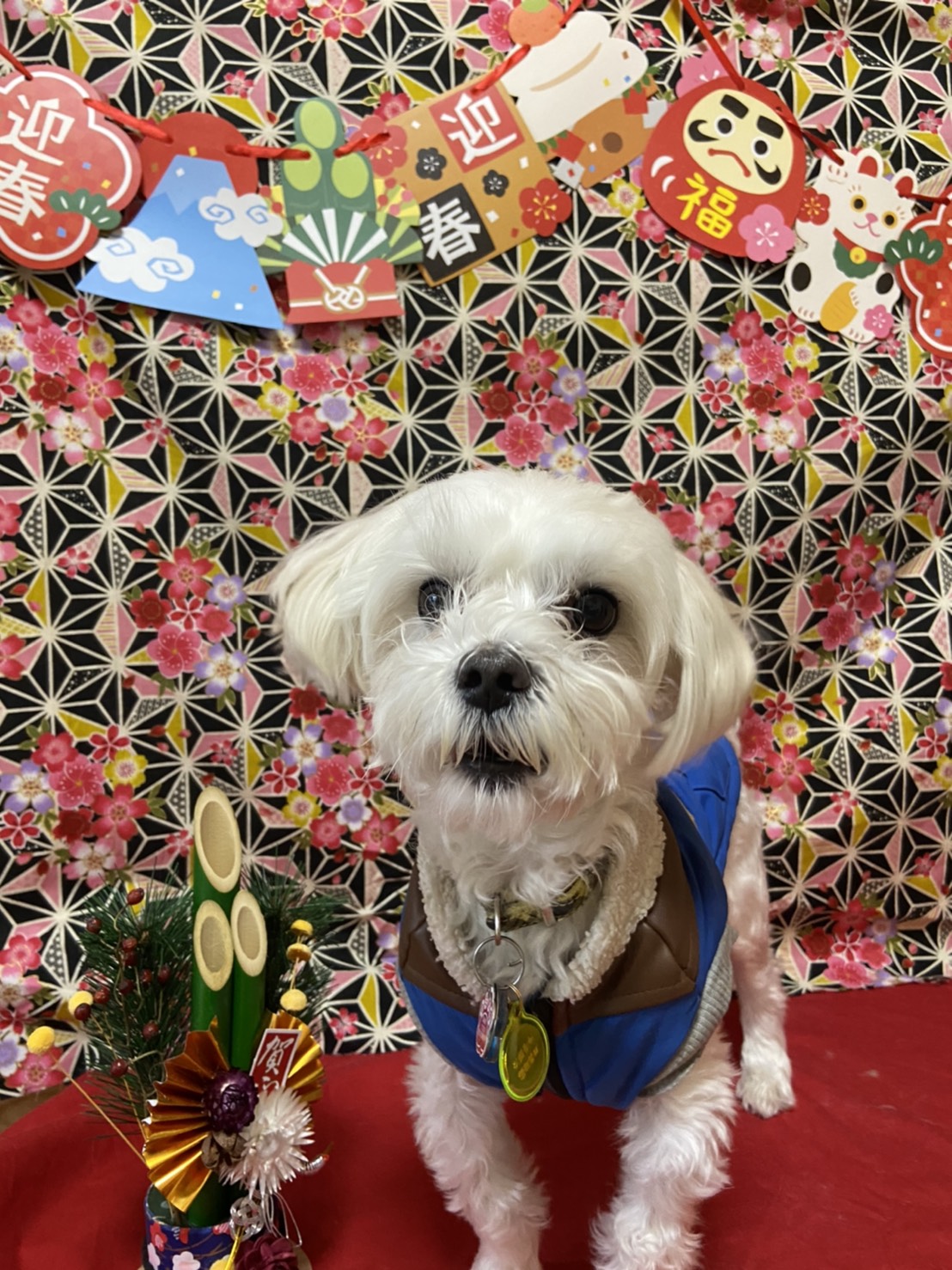 犬のトリミング写真