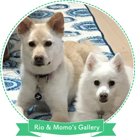 Dog Salon Rio&Momoのトリミング写真一覧