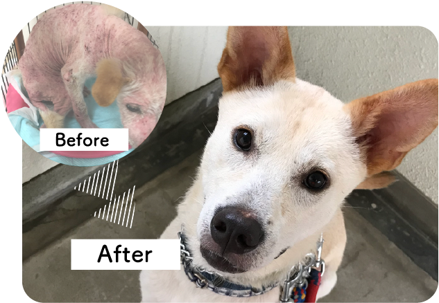 オゾンペットシャワーbegore after