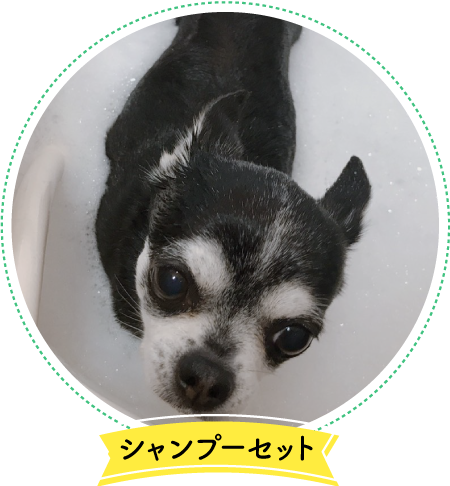 シャンプーメニュー（犬）